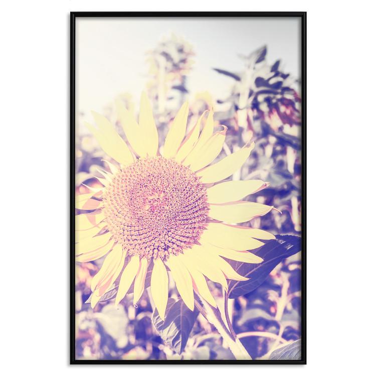 Plakat Słonecznik [Poster]