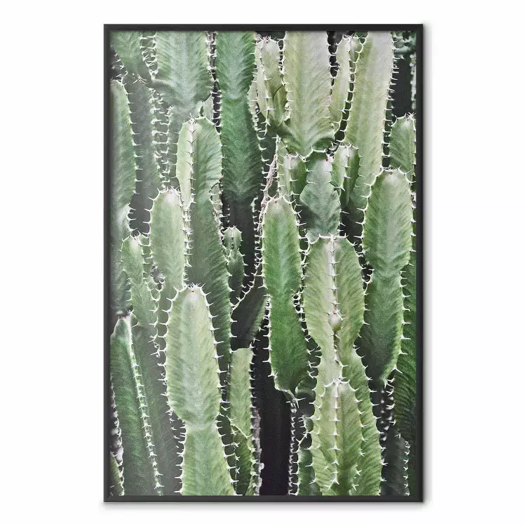 Kaktusowy ogród - kompozycja w kłujące rośliny w zielonych kolorach