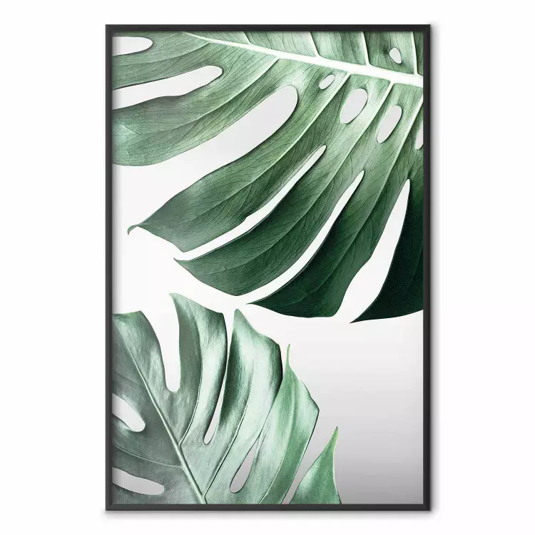 Liście monstery - kompozycja w zielone tropikalne rośliny na tle bieli