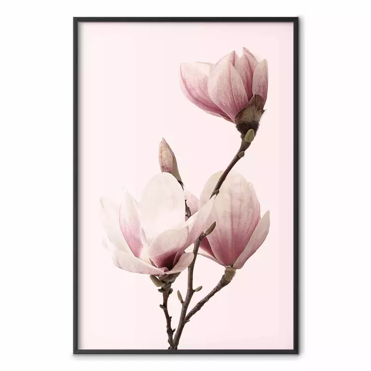 Sezonowe kwiaty - jasnoróżowe magnolie na tle o pastelowym kolorze