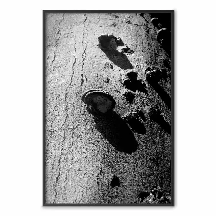 Fragment lasu - czarno-biała fotografia drzewa z grzybem na korze