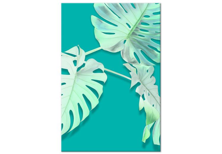 Obraz na płótnie Monstera variegata - białe liście monstery na turkusowym tle