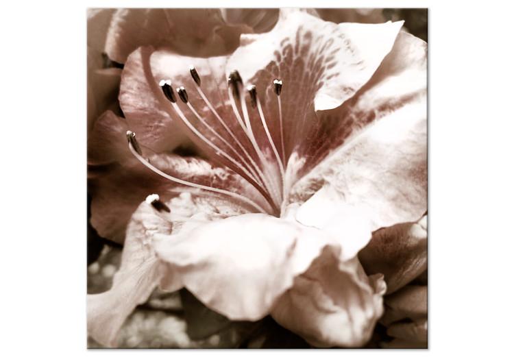 Obraz na płótnie Ulotność - romantyczne zdjęcie detalu kwiatu w delikatnych różach