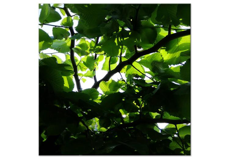 Obraz na płótnie Wiewiórcza perspektywa - korona drzew i przenikające światło