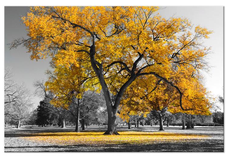 Obraz na płótnie Jesień w parku (1-częściowy) szeroki złoty