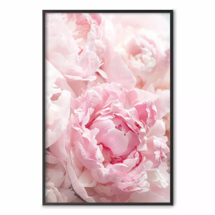 Nostalgia poranka - roślina o różowym kwiatku w pastelowym odcieniu