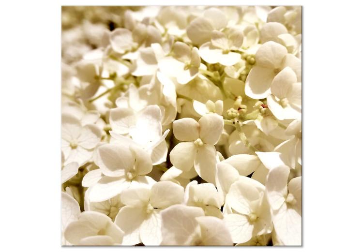 Obraz na płótnie Wiosenne kwiaty - fotografia drobnych kwiatów w białym kolorze