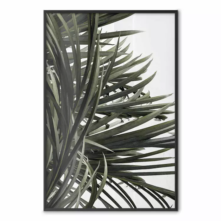 W cieniu palm - naturalne liście tropikalnej rośliny na białym tle
