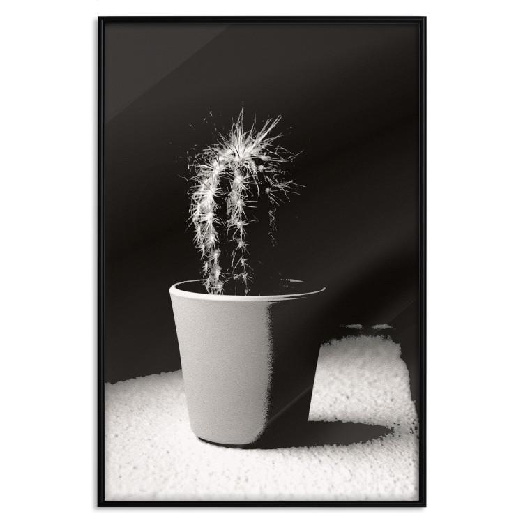 Plakat Rozczochrany kaktus [Poster]
