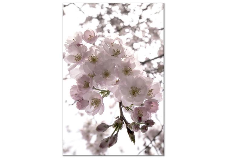 Obraz na płótnie Kwiaty wiśni (1-częściowy) pionowy