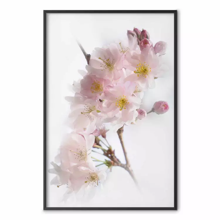 Wiosna w Japonii - gałązka z różowymi kwiatkami na jasnym białym tle