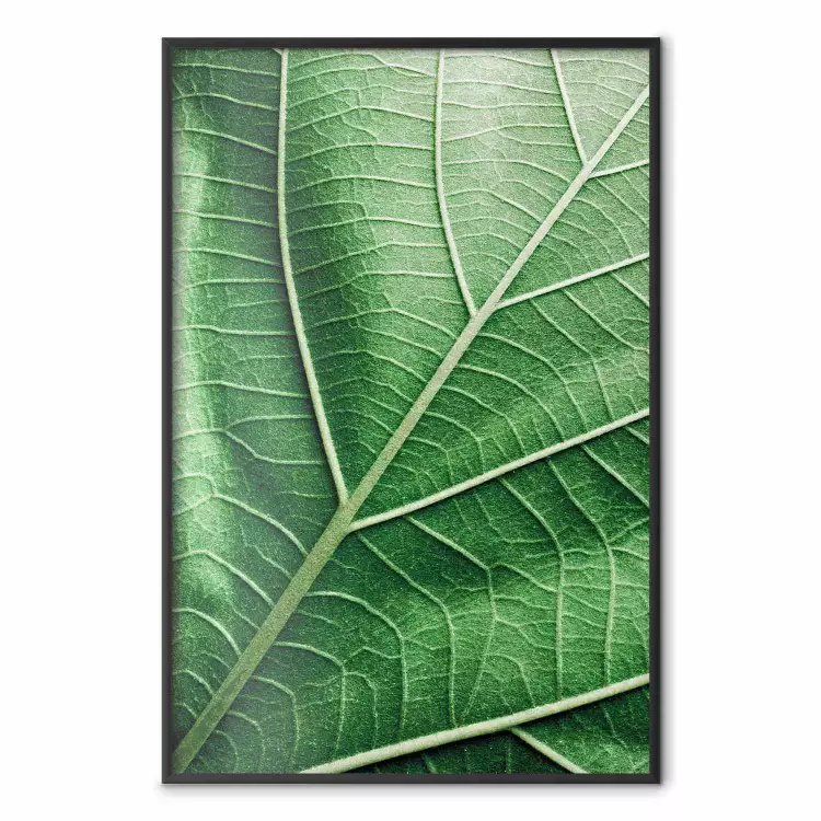 Malachitowy liść - zielony liść o dokładnej teksturze w przybliżeniu