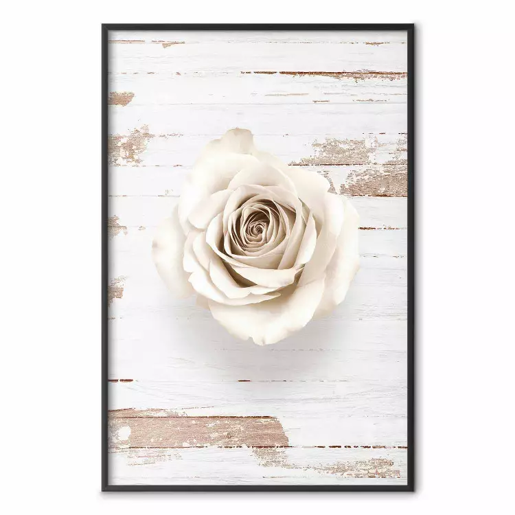 Pastelowy wir - biały kwiat róży na tle drewnianych jasnych desek