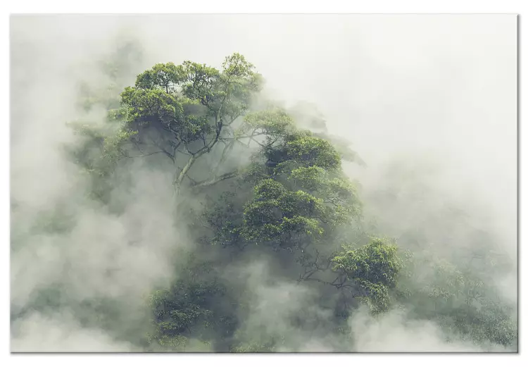Mglista Amazonia (1-częściowy) szeroki – pejzaż egzotycznego lasu