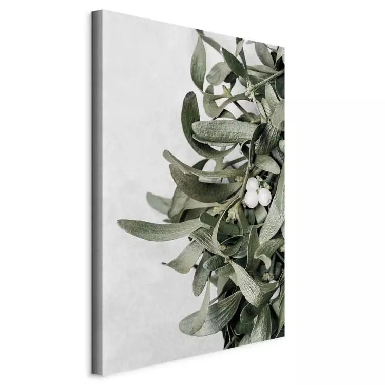 Liście jemioły - zimowa, botaniczna fotografia na białym tle