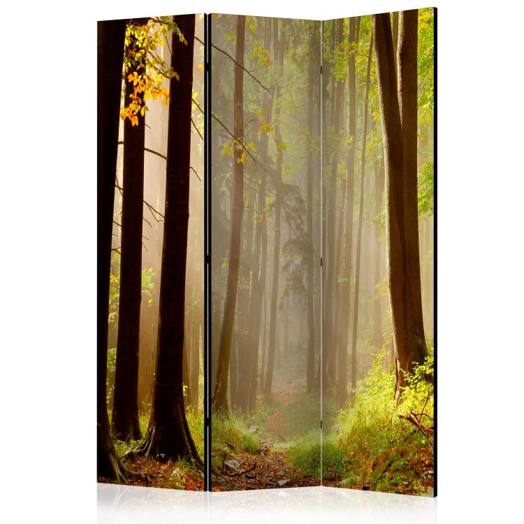Parawan Mysterious forest path [Room Dividers]