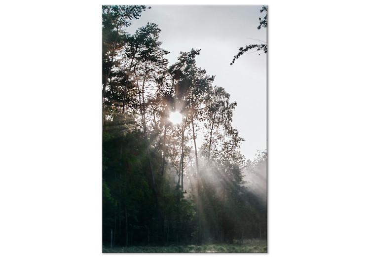 Obraz na płótnie Słońce przebijające się przez drzewa - fotografia leśnego krajobrazu