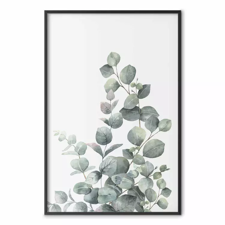 Gałązki eukaliptusa - kompozycja w liście zielonej rośliny i jasne tło