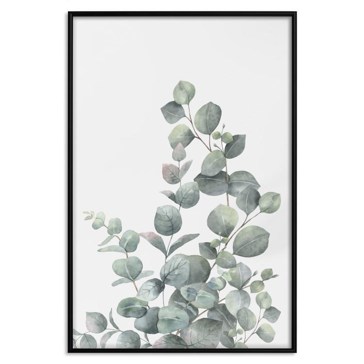 Plakat Gałązki eukaliptusa [Poster]