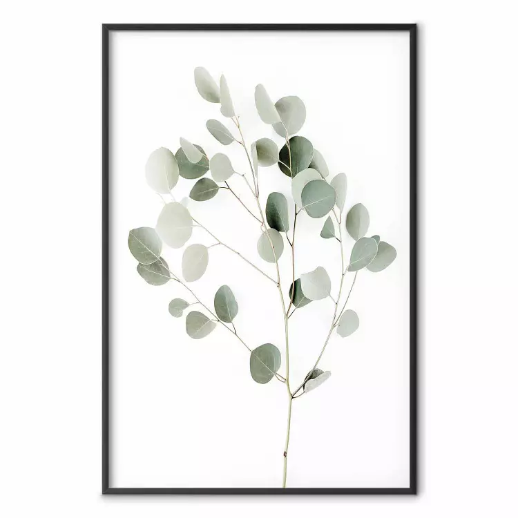 Srebrny eukaliptus - prosta kompozycja w zielone liście na tle bieli