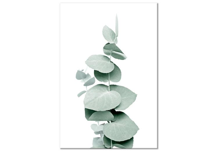 Obraz na płótnie Eukaliptus - zielona makro gałązka rośliny na białym tle