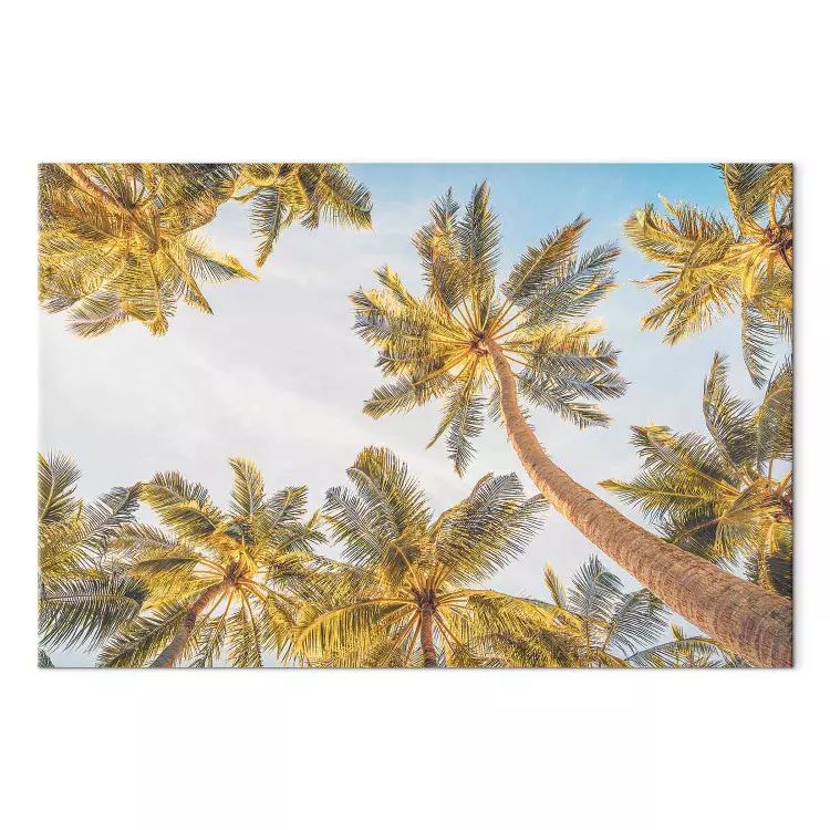 Szczyty palm - tropikalne drzewa na tle jasnego nieba