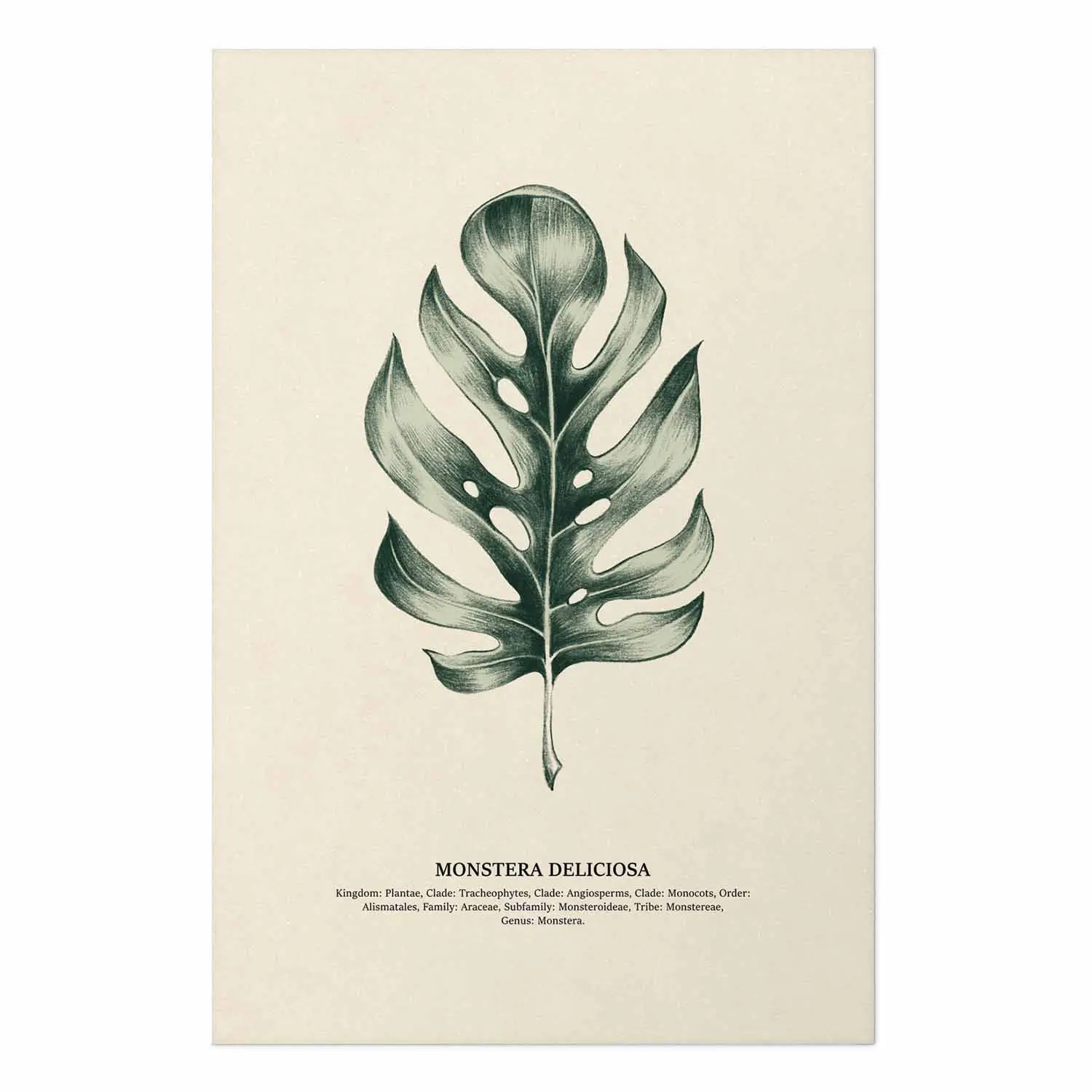 Plakat Monstera deliciosa - ilustracja botaniczna z klasyfikacj gatunku  roliny na cian - sklep bimago