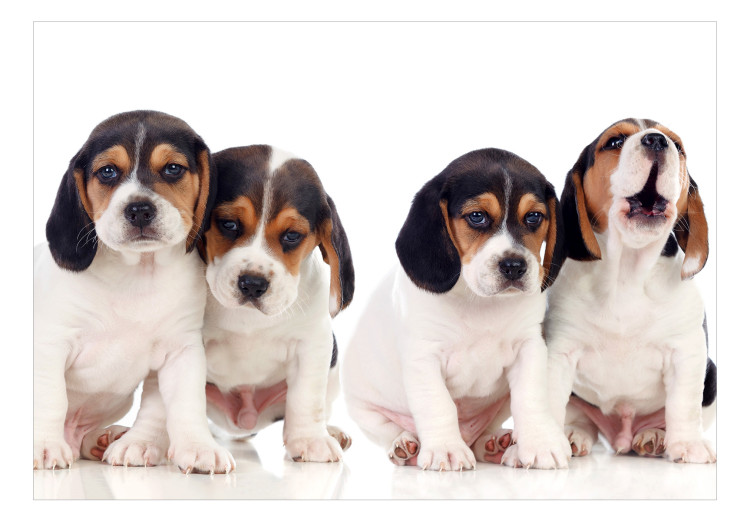 Fototapeta Szczenięta Beagle - zdjęcie czterech, małych psów na białym tle 129010 additionalImage 1