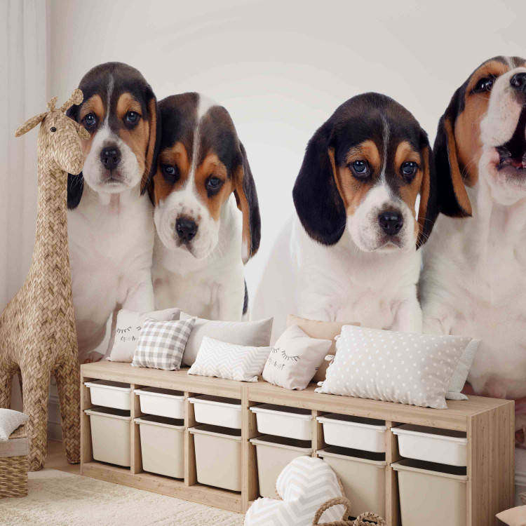 Fototapeta Szczenięta Beagle - zdjęcie czterech, małych psów na białym tle 129010 additionalImage 5