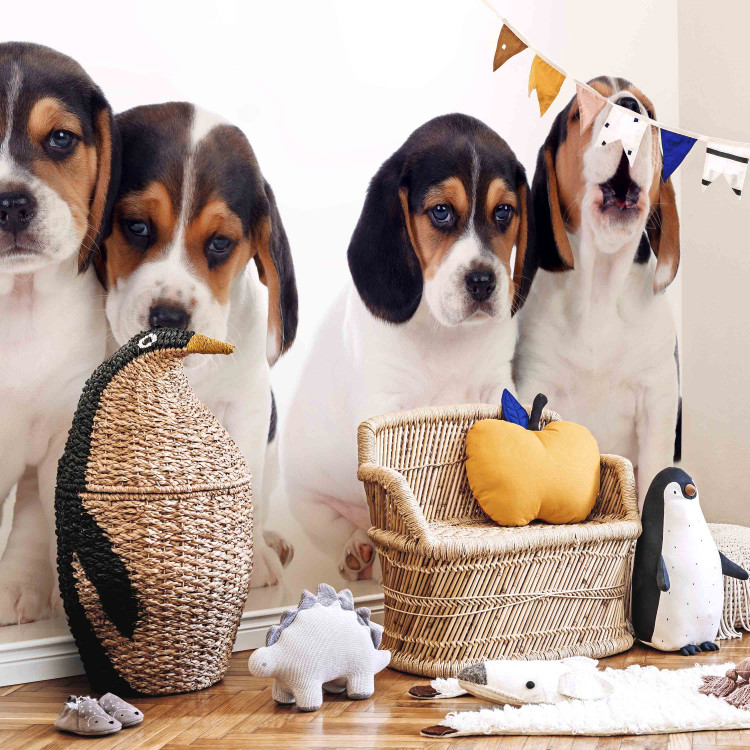 Fototapeta Szczenięta Beagle - zdjęcie czterech, małych psów na białym tle 129010 additionalImage 4
