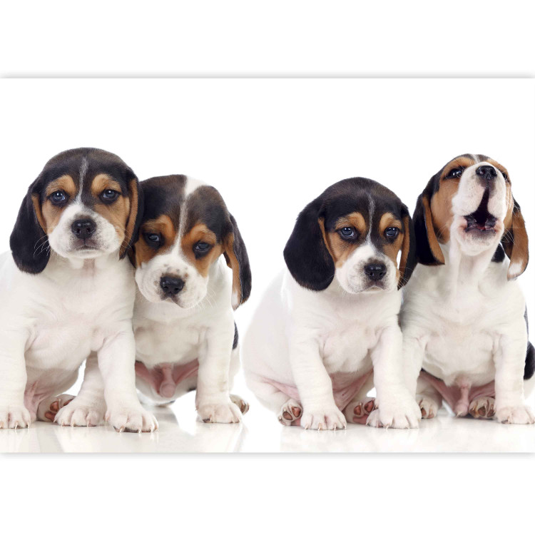 Fototapeta Szczenięta Beagle - zdjęcie czterech, małych psów na białym tle 129010 additionalImage 3