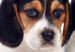 Fototapeta Szczenięta Beagle - zdjęcie czterech, małych psów na białym tle 129010 additionalThumb 8