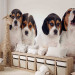 Fototapeta Szczenięta Beagle - zdjęcie czterech, małych psów na białym tle 129010 additionalThumb 5