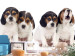 Fototapeta Szczenięta Beagle - zdjęcie czterech, małych psów na białym tle 129010