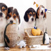 Fototapeta Szczenięta Beagle - zdjęcie czterech, małych psów na białym tle 129010 additionalThumb 4