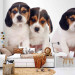 Fototapeta Szczenięta Beagle - zdjęcie czterech, małych psów na białym tle 129010 additionalThumb 6