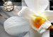 Obraz Słoneczne orchidee 50120 additionalThumb 5