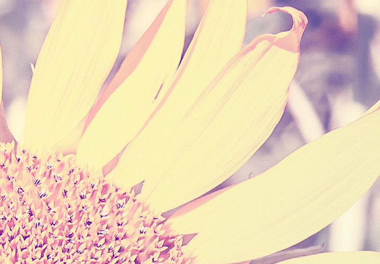 Obraz Wspomnienie lata - kwiat słonecznika w polu z fioletową poświatą 116430 additionalImage 5
