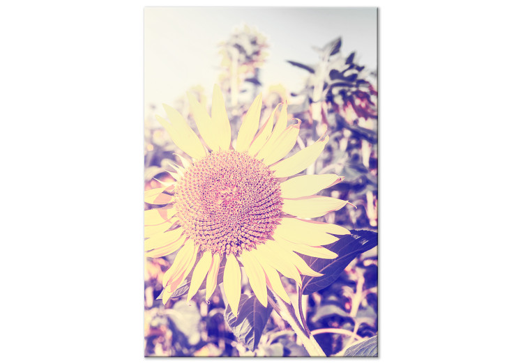 Obraz Wspomnienie lata - kwiat słonecznika w polu z fioletową poświatą 116430