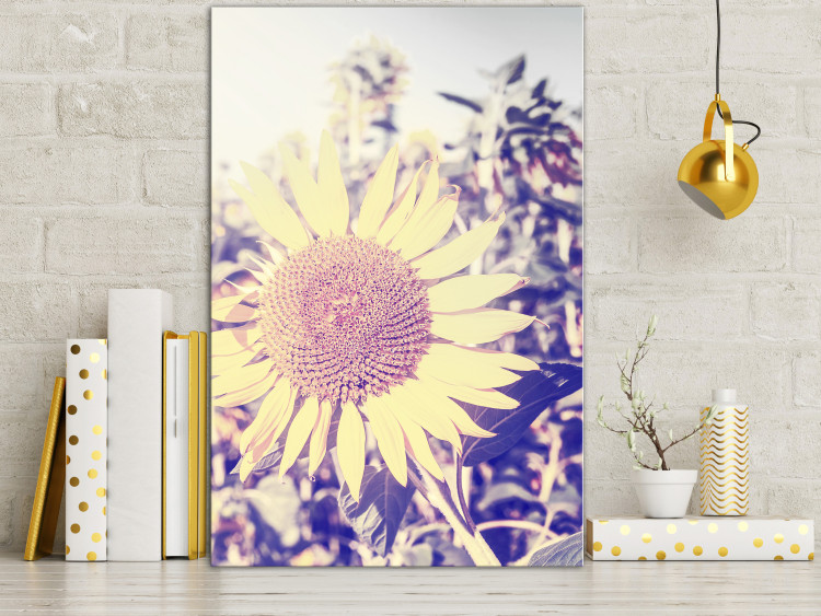 Obraz Wspomnienie lata - kwiat słonecznika w polu z fioletową poświatą 116430 additionalImage 3