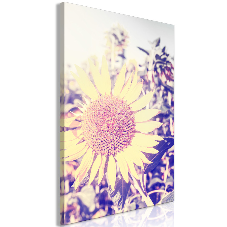 Obraz Wspomnienie lata - kwiat słonecznika w polu z fioletową poświatą 116430 additionalImage 2