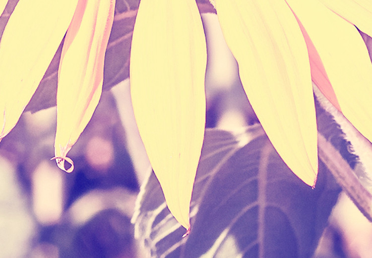 Obraz Wspomnienie lata - kwiat słonecznika w polu z fioletową poświatą 116430 additionalImage 4
