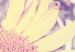 Obraz Wspomnienie lata - kwiat słonecznika w polu z fioletową poświatą 116430 additionalThumb 5