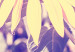 Obraz Wspomnienie lata - kwiat słonecznika w polu z fioletową poświatą 116430 additionalThumb 4