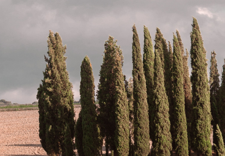 Obraz Toskański las - fotografia z pejzażem Toskanii, chmurami i cyprysami 135830 additionalImage 4