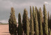 Obraz Toskański las - fotografia z pejzażem Toskanii, chmurami i cyprysami 135830 additionalThumb 4