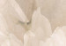 Fototapeta Kremowe płatki piwonii - delikatne wnętrze kwiatu w jasnej sepii 145330 additionalThumb 3