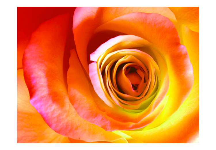 Fototapeta Pustynna róża - bliskie ujęcie kwiatu róży w energetycznych barwach 60330 additionalImage 1