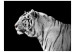 Fototapeta Biały tygrys 61330