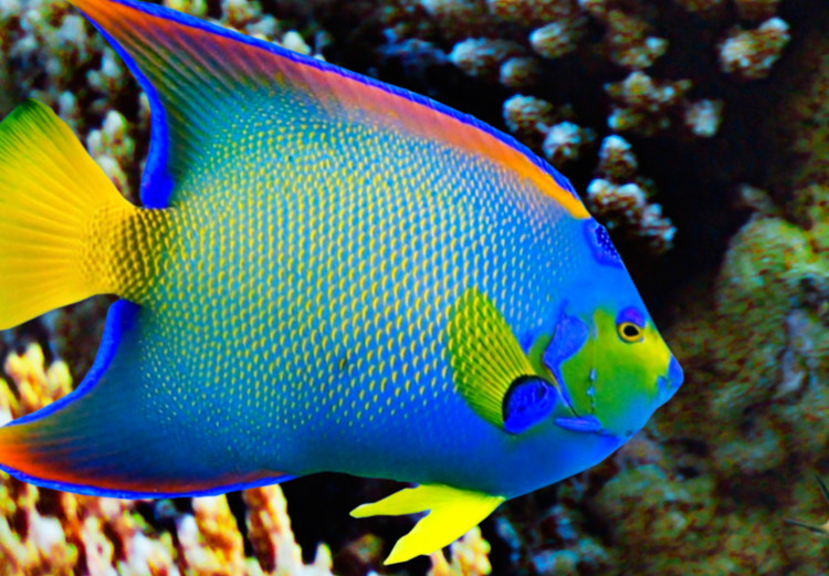 Fototapeta Kolorowy ocean - pejzaż podwodnego świata rafy koralowej i zwierząt 97530 additionalImage 3